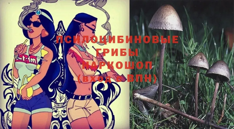 OMG как зайти  Весьегонск  Псилоцибиновые грибы MAGIC MUSHROOMS 